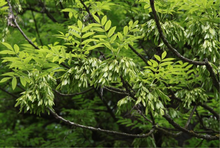 Mehr über den Artikel erfahren Nordwestdeutsche Forstliche Versuchsanstalt erhält 1,9 Millionen Bundesfördermittel für das Projekt FraxForFuture 2